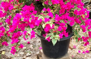 warna dan corak bunga bougenville untuk grafting