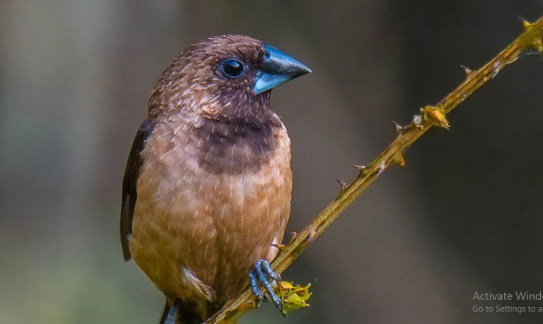 Manfaat Burung Pipit Dan Habitatnya