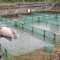 Pemijahan Ikan Gurame Di Kolam Terpal