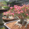 Membesarkan Bonggol Adenium Agar Mirip Bonsai