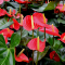 Jenis-jenis Anthurium