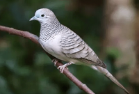 Burung yang Bisa Menjadikan Pemiliknya Kaya Raya