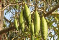 Manfaat Daun Randu Untuk Lambung