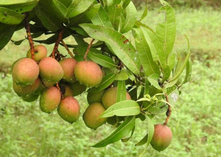 Manfaat Mangga Apel dan Resep Makanan - Hasiltani.id