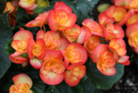 Bunga Begonia