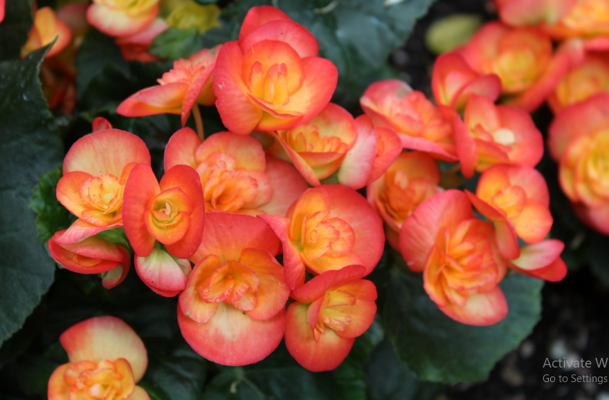 Bunga Begonia