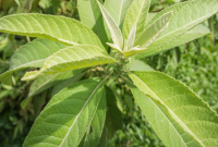 Manfaat Daun Sembung untuk Asam Lambung