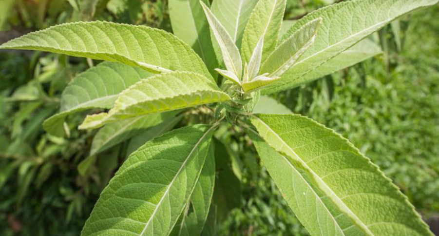 Manfaat Daun Sembung untuk Asam Lambung