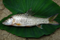 Manfaat Ikan Tawes