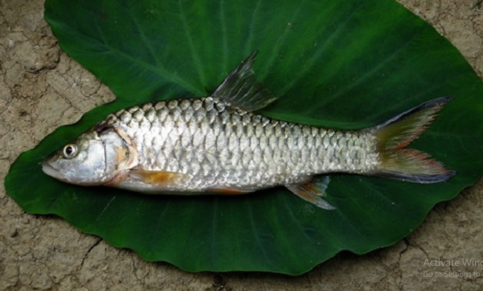 Manfaat Ikan Tawes