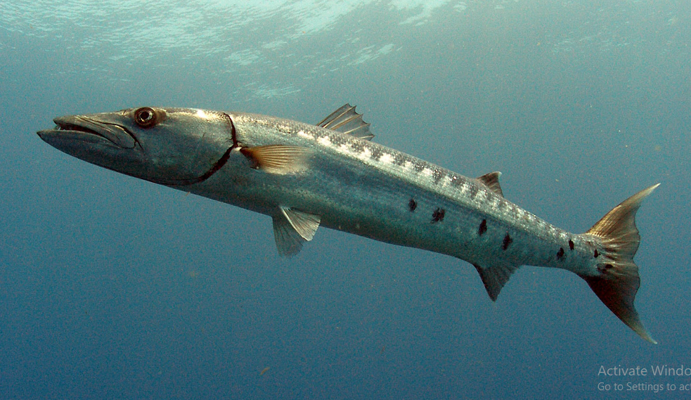 Manfaat Ikan Barakuda