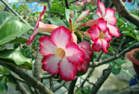 Manfaat Adenium