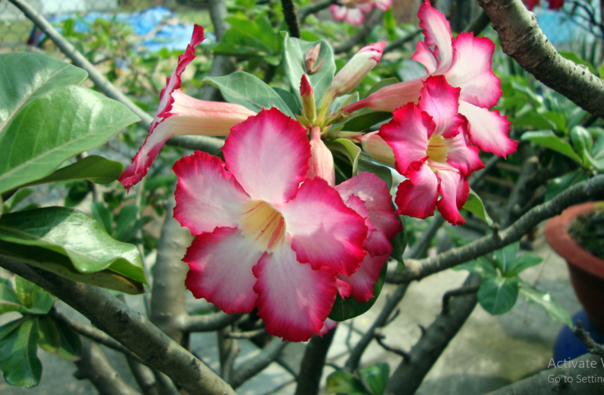 Manfaat Adenium