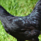 Manfaat Ayam Cemani