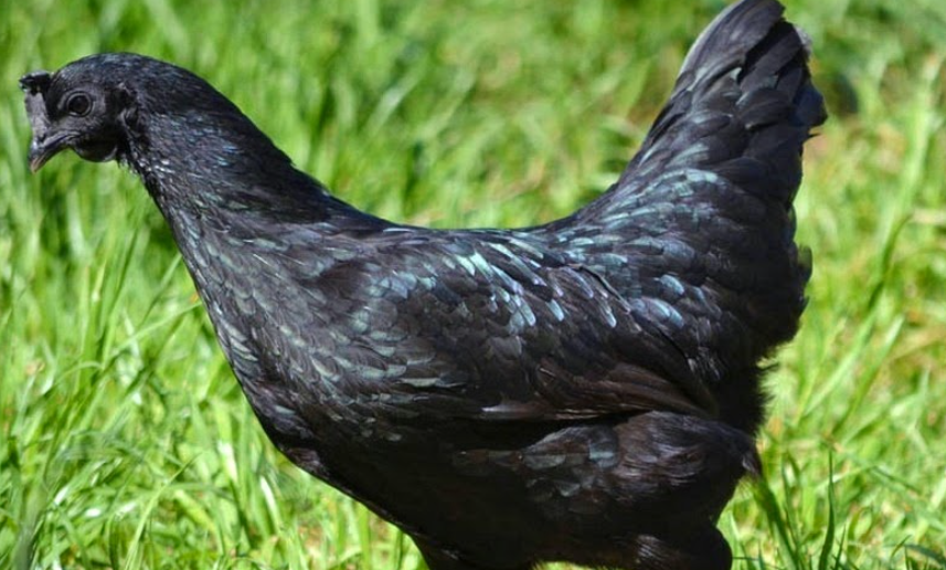 Manfaat Ayam Cemani