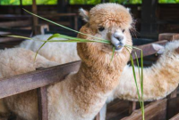 Manfaat Bulu Alpaca