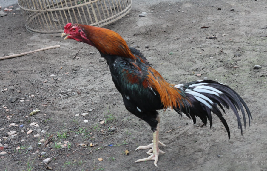 Manfaat Beras Putih Untuk Ayam Bangkok