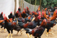 Manfaat Daging Ayam Kampung