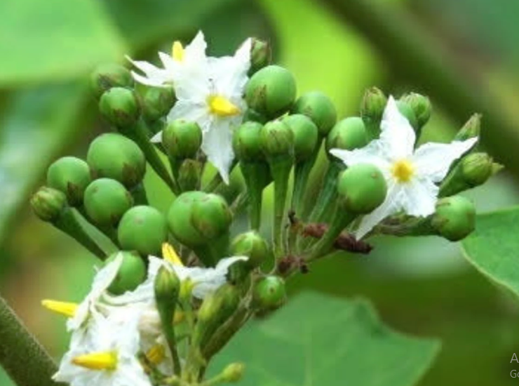 Manfaat Buah Takokak Untuk Pria