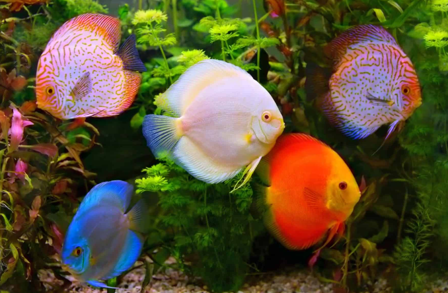 Manfaat Ikan Discus