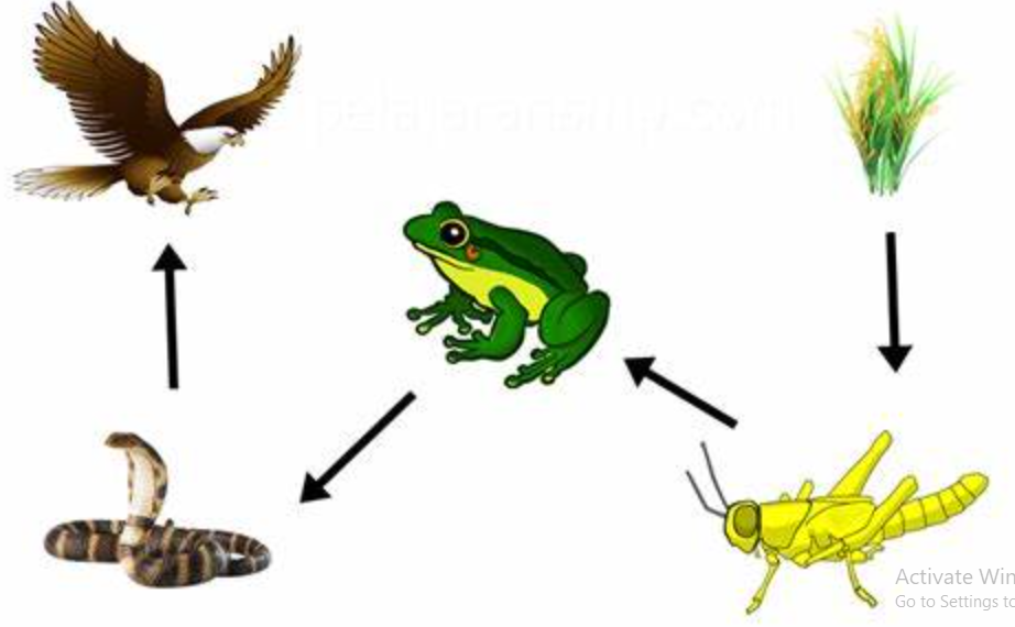 Manfaat Rantai Makanan Dalam Ekosistem