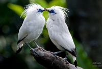 Manfaat Burung Jalak Bali
