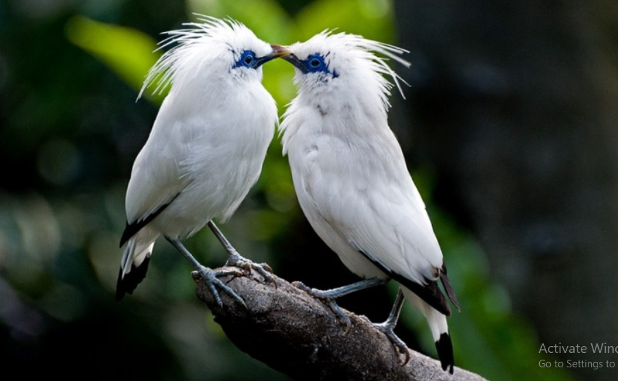 Manfaat Burung Jalak Bali