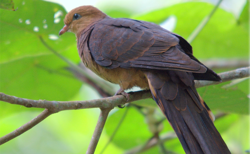 Mitos Burung Tekukur