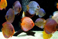 Manfaat Ikan Discus