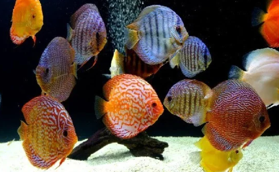 Manfaat Ikan Discus