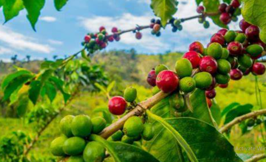 Sarindan Alias Benalu Kopi