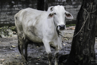 Jenis Sapi yang Cepat Beranak