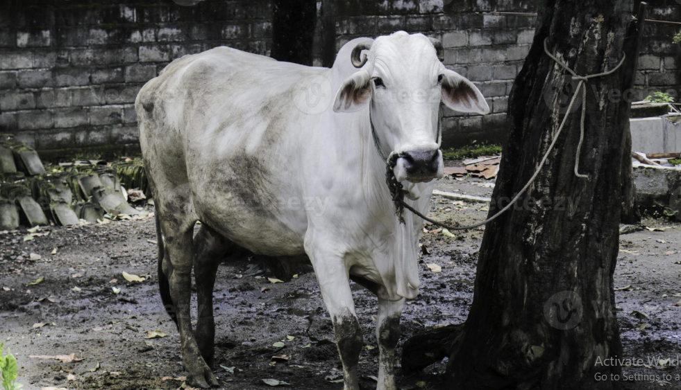 Jenis Sapi yang Cepat Beranak