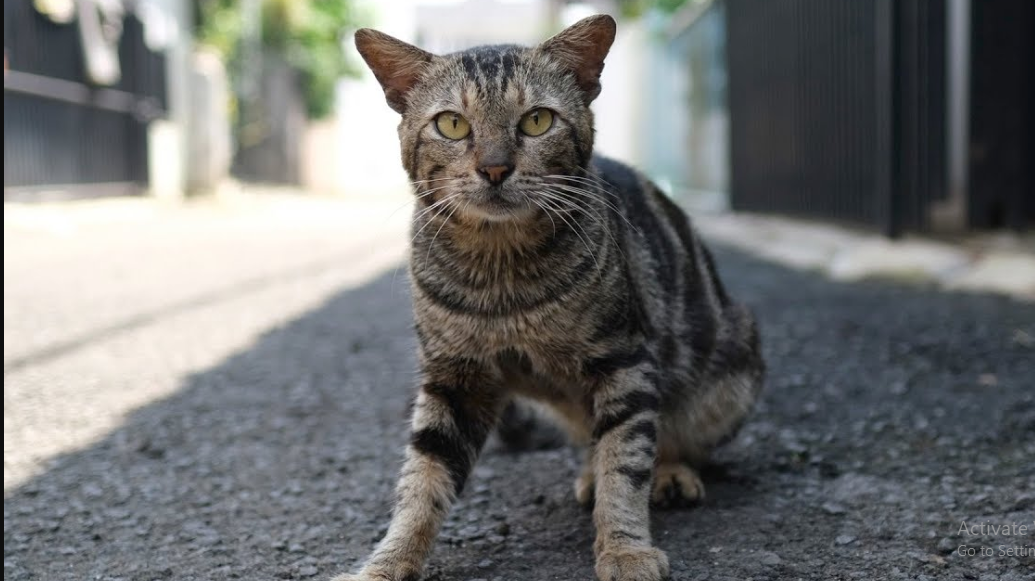 Pertanda Jika Hampir Menabrak Kucing