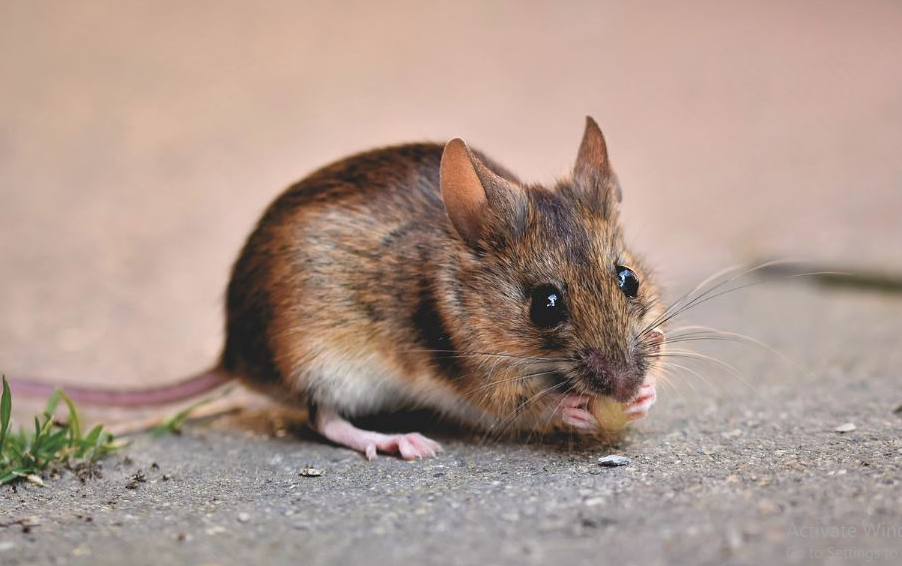 Misteri Kejatuhan Tikus