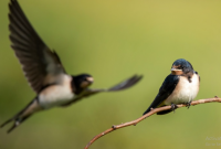 Mendatangkan Burung Walet Dengan Ayat Al-Quran