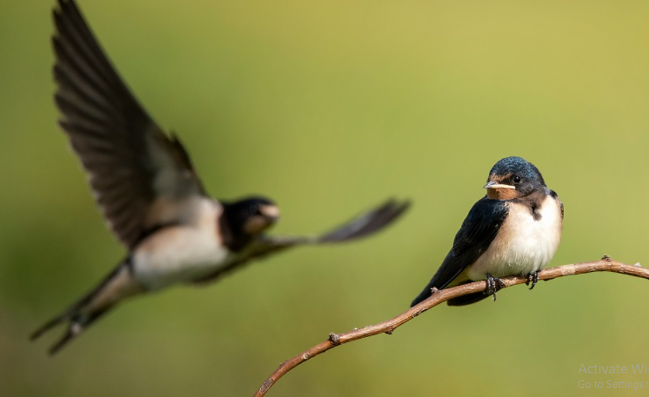 Mendatangkan Burung Walet Dengan Ayat Al-Quran