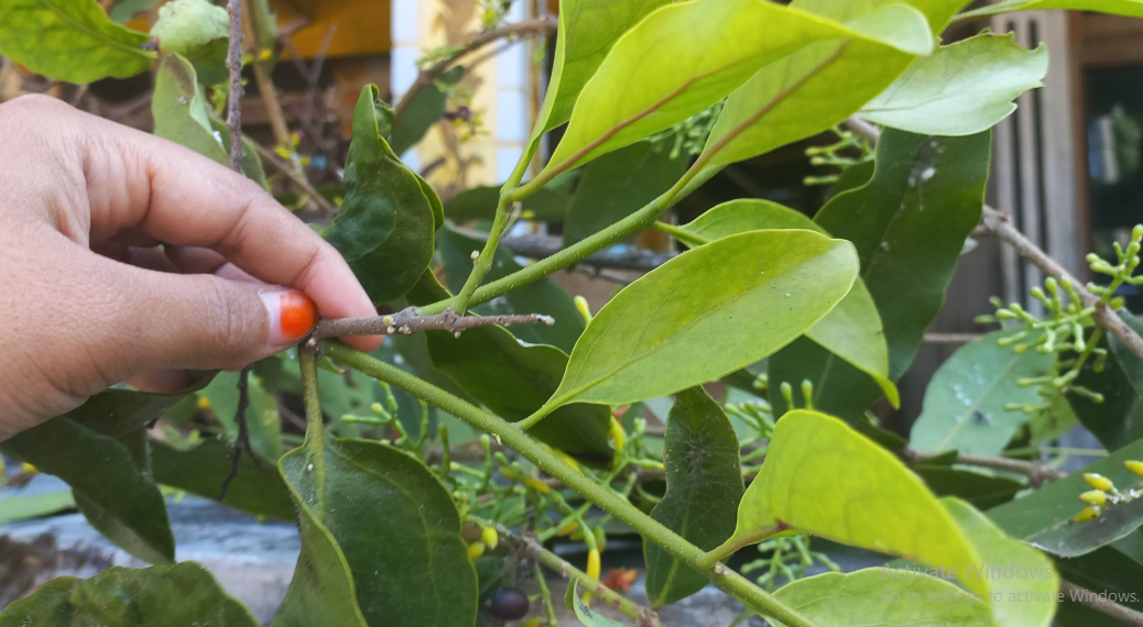 efek samping minum rebusan benalu kopi bagi tubuh