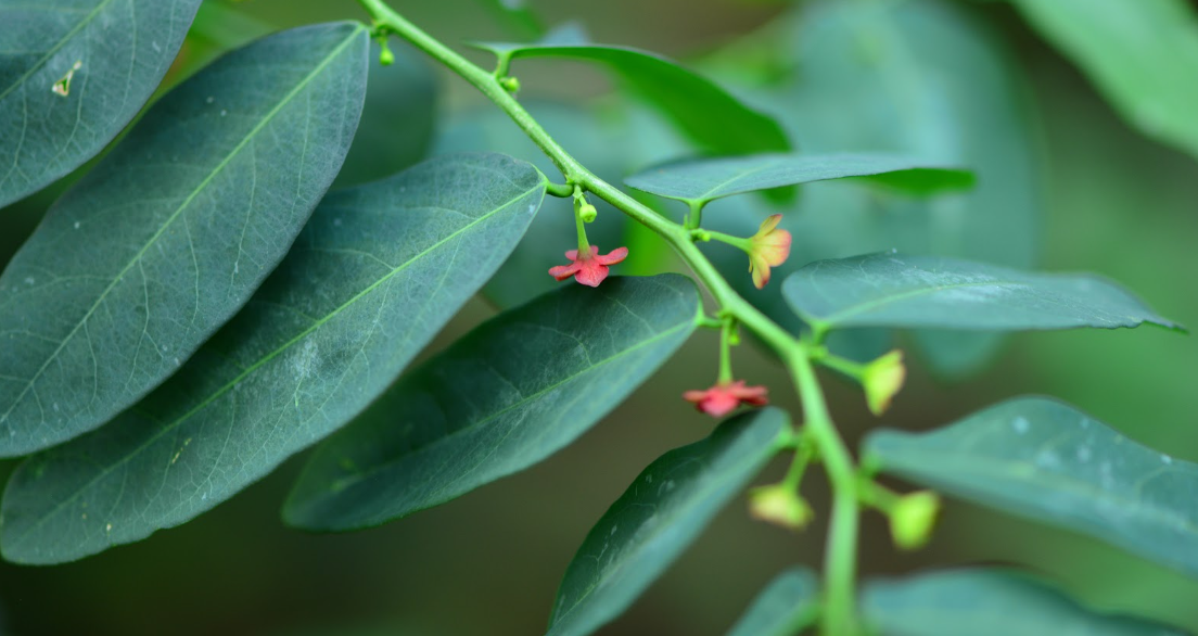 Manfaat Daun Katuk untuk Kesehatan