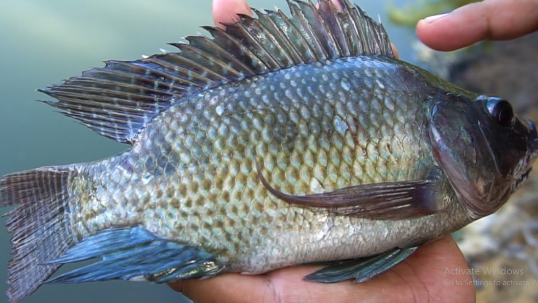 Manfaat Ikan Mujair