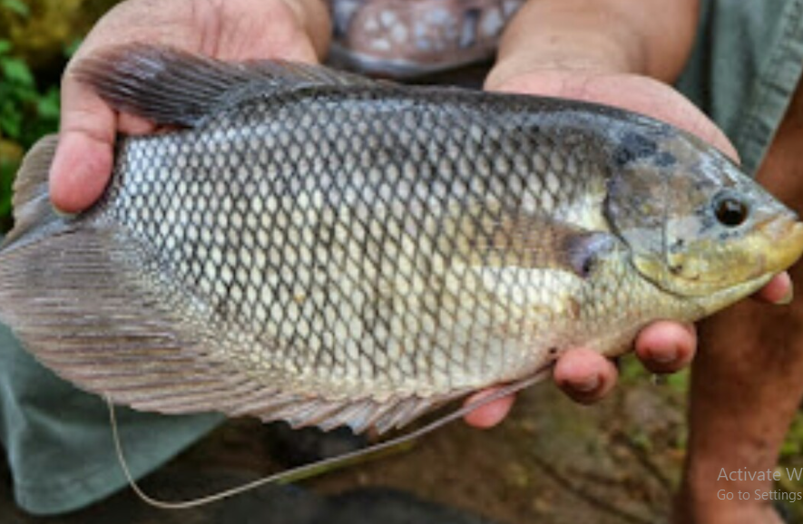 Manfaat Ikan Mujair untuk Ibu Hamil