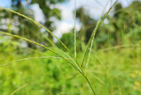 Manfaat Rumput Belulang