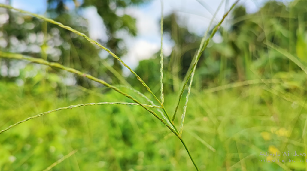 Manfaat Rumput Belulang