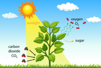 Mengenal Fotosintesis