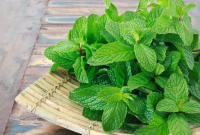 Cara Mengolah Daun Mint