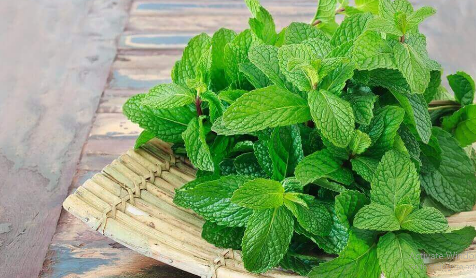 Cara Mengolah Daun Mint