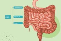 Fungsi Usus Halus pada Manusia