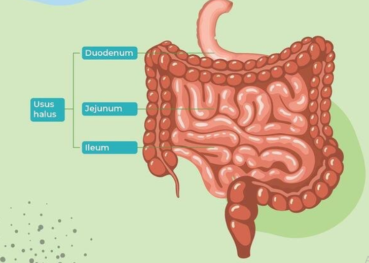 Fungsi Usus Halus pada Manusia