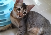 Cara Menghilangkan Kutu pada Kucing