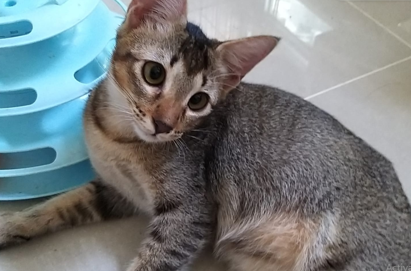 Cara Menghilangkan Kutu pada Kucing